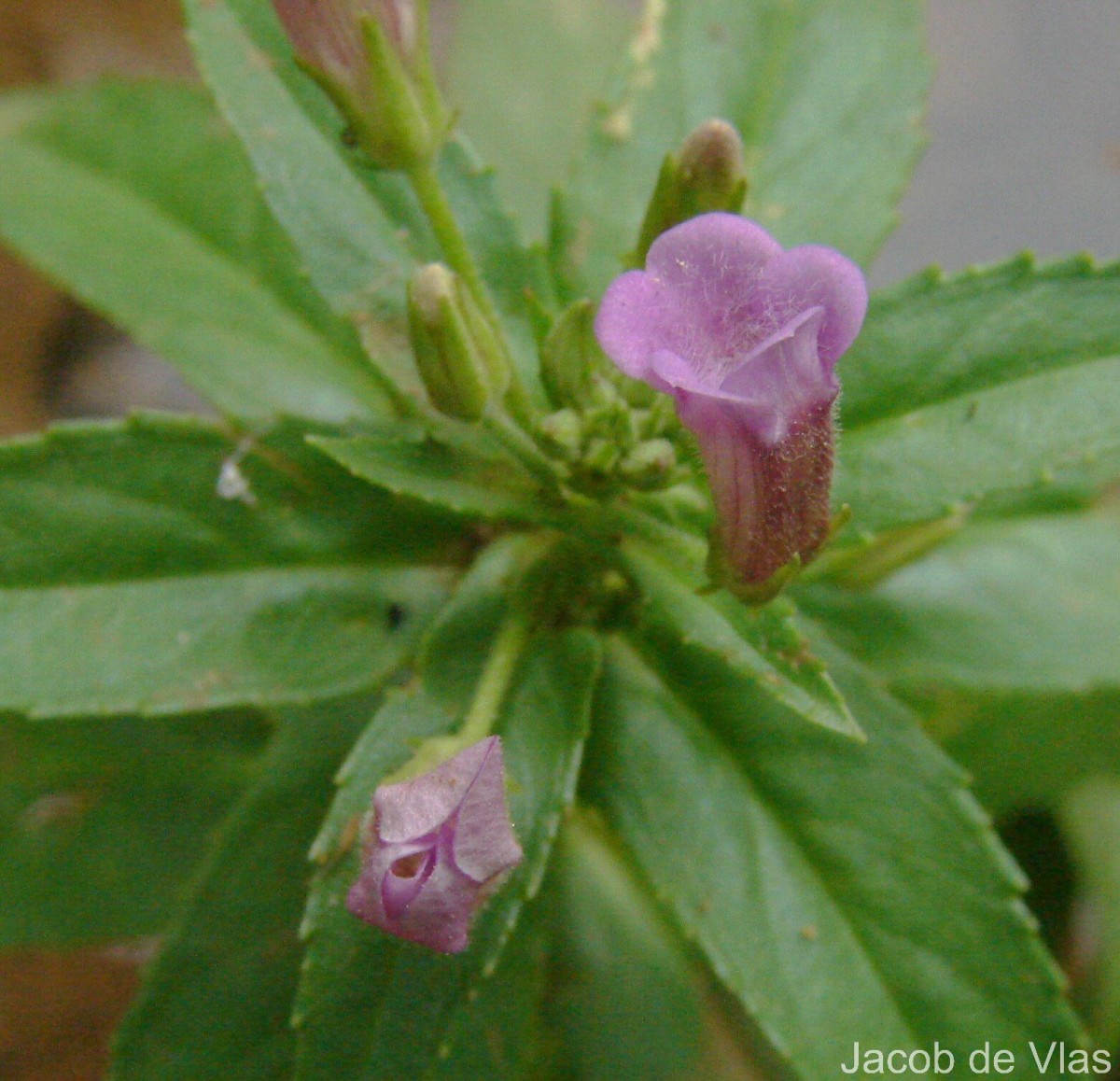Limnophila aromatica (Lam.) Merr.